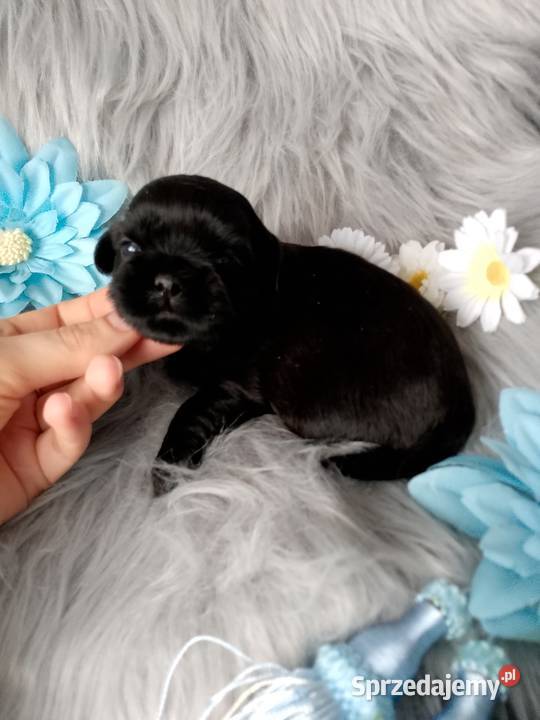 Piękny czarny piesek rasy ShihTzu opolskie Namysłów