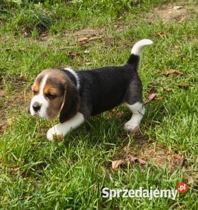 Beagle szczeniaki ZKwP FCI elitarne pochodzenie Żywiec