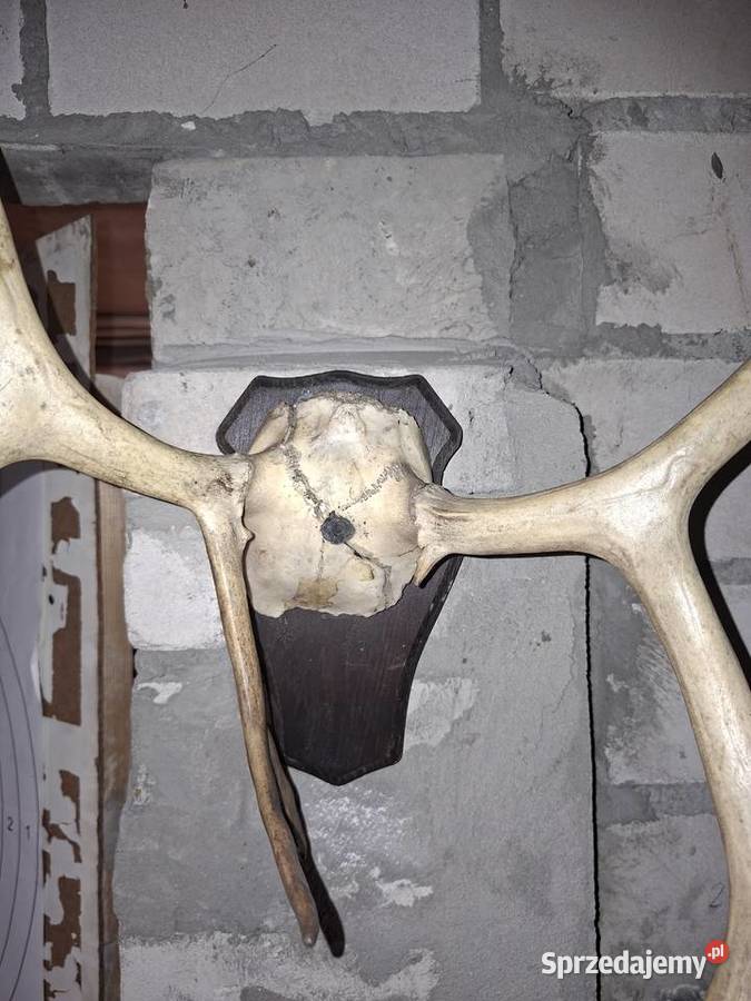 Rogi Poroże Renifera Kielce