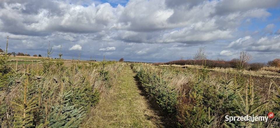 SWIERK CHOINKA Fajsławice