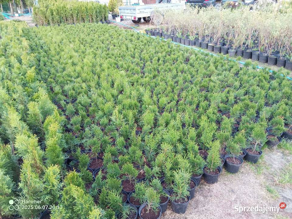 Tuja szmaragd podkarpackie Dębica sprzedam