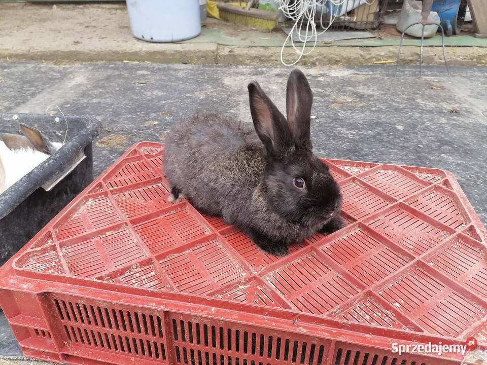 Sprzedam króliki 4M Kakonin