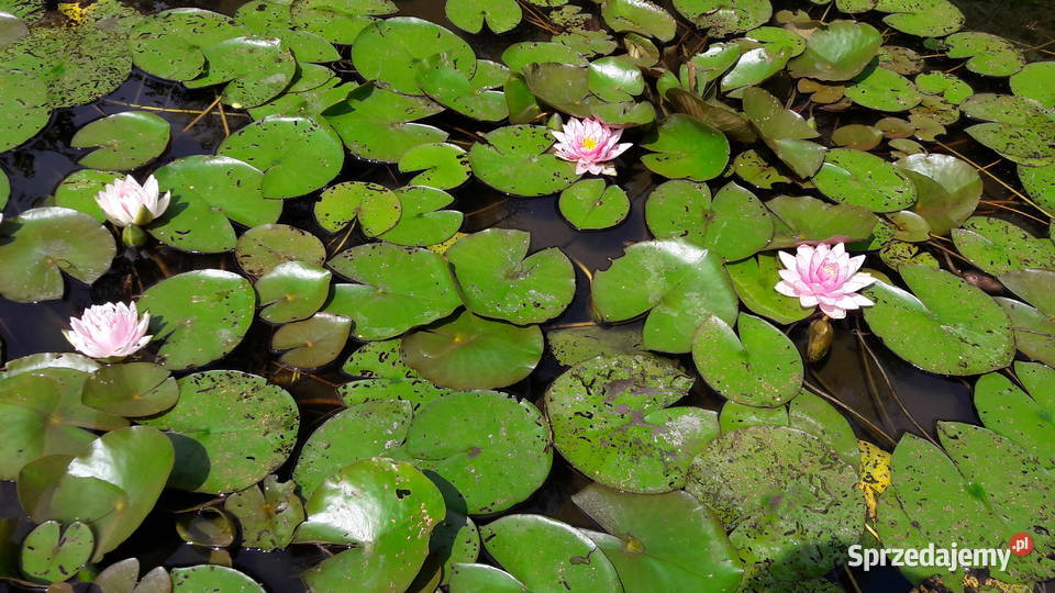 Lilie wodne nenufar Pozostałe