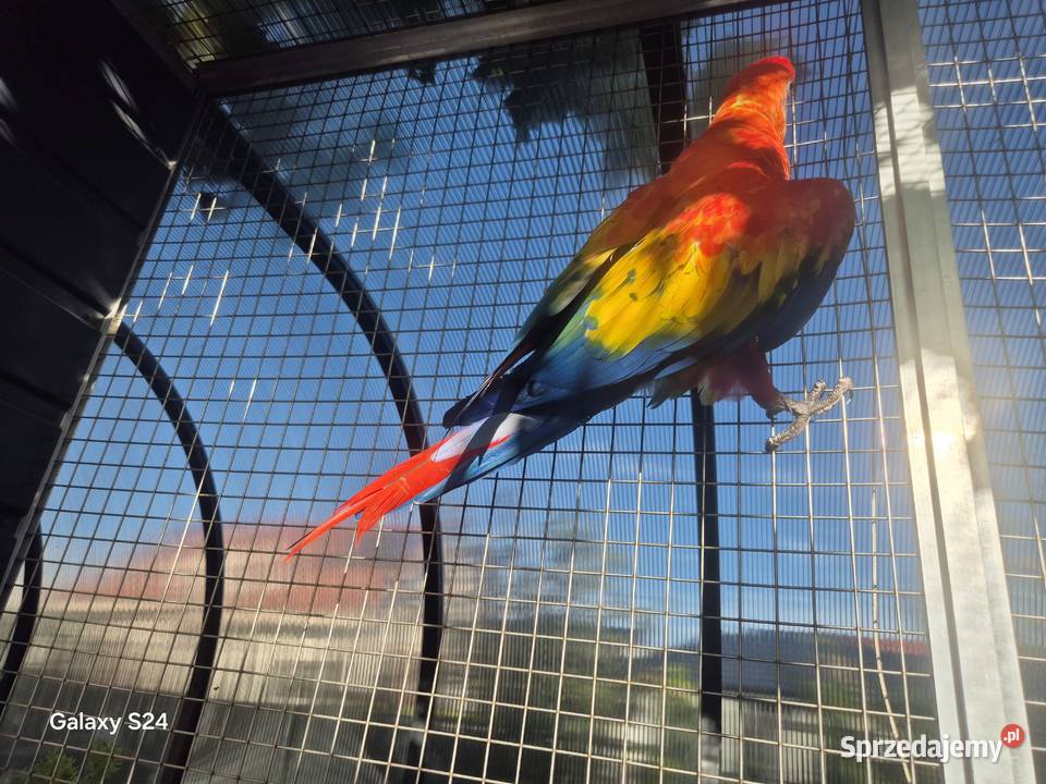 Ara Macao para Rakoniewice