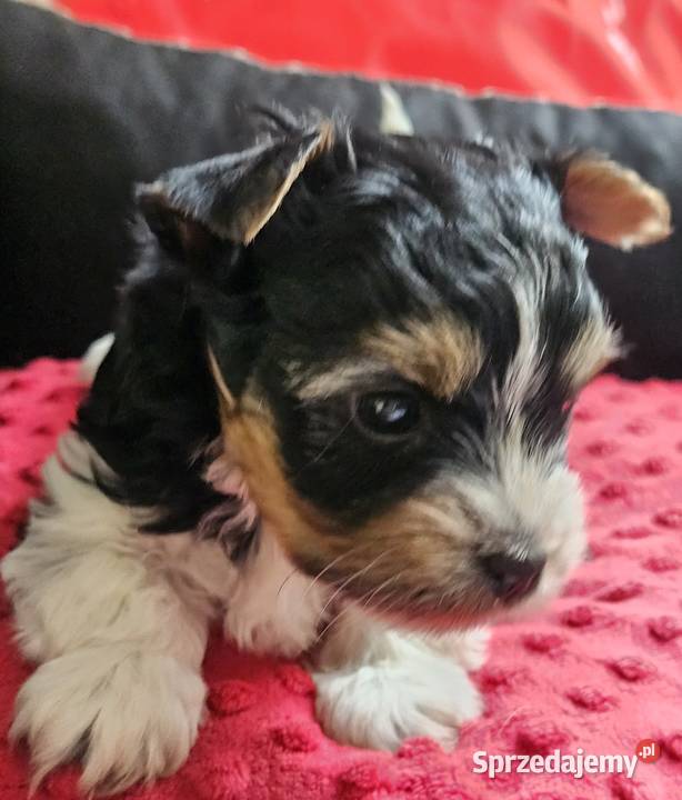 Biewer Yorkshire Terrier York Somonino sprzedam