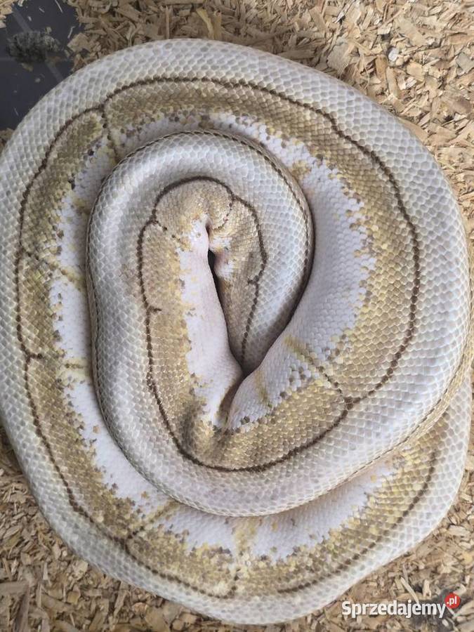 Pyton królewski Python regius Poznań