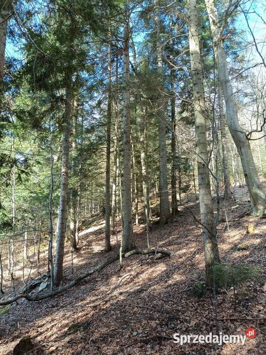 Sprzedam Las działkę 12ha