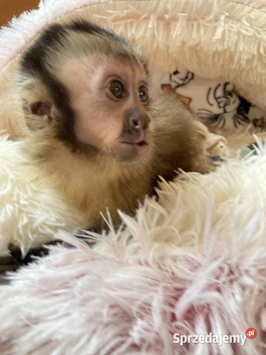 Kapucynka czubata małpka Kołobrzeg