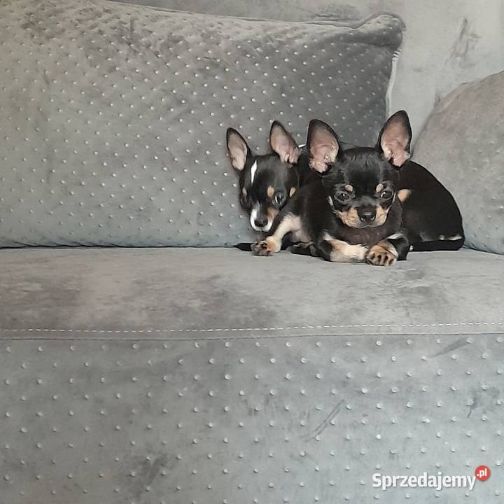 Sprzedam pieska chiahua Jaktorów sprzedam
