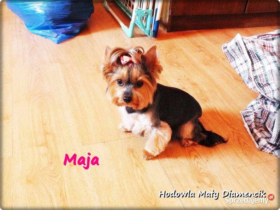 Yorkshire Terrier York Maja z Rodowodem do Żary