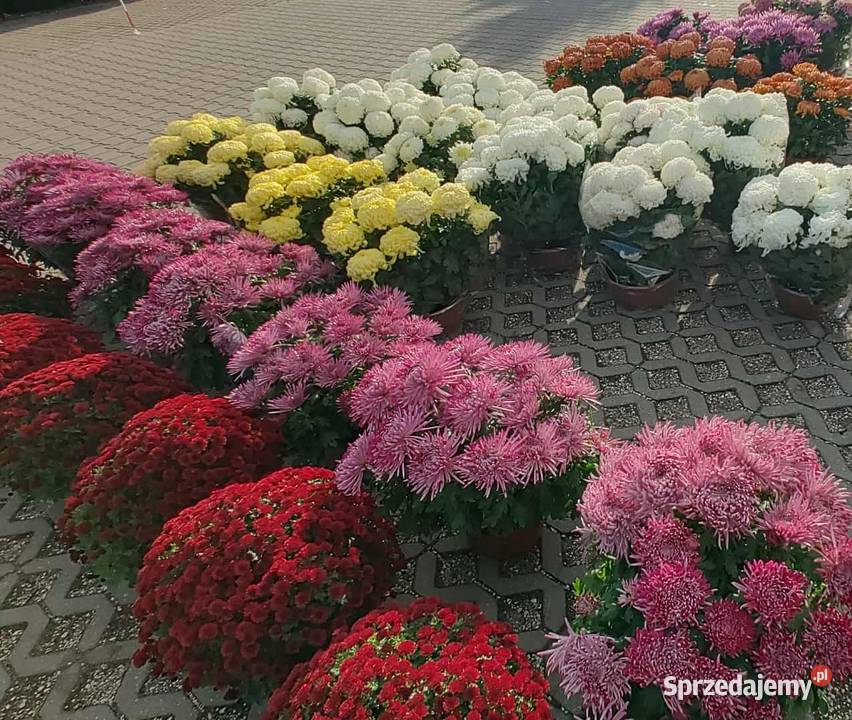 Chryzantema wielkokwiatowa Pozostałe Skierniewice