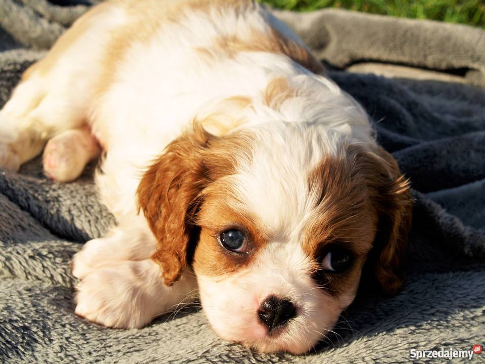 Cavalier King Charles Spaniel z rodowodem Kielce