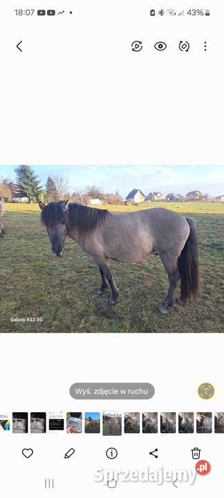 Konik polski klacz programowa źrebna małopolskie Tłuczań