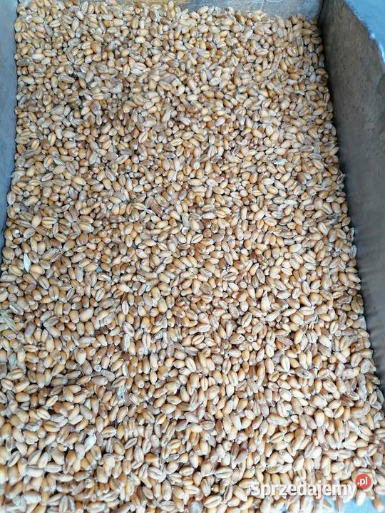 Pszenica ozima Ostroga Masłów Drugi