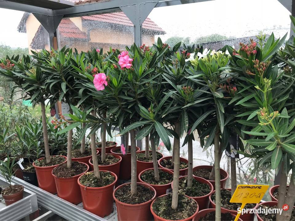 Oleander na pniu kwitnące Brzeźnica
