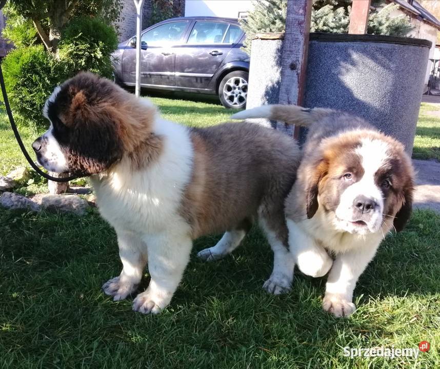 Bernardyny długowłose świętokrzyskie