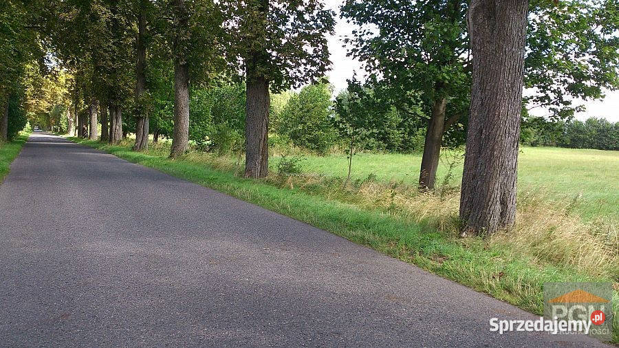 Sprzedaż działki 5000m2 Kołczewo okolica 2 Sprzedaż