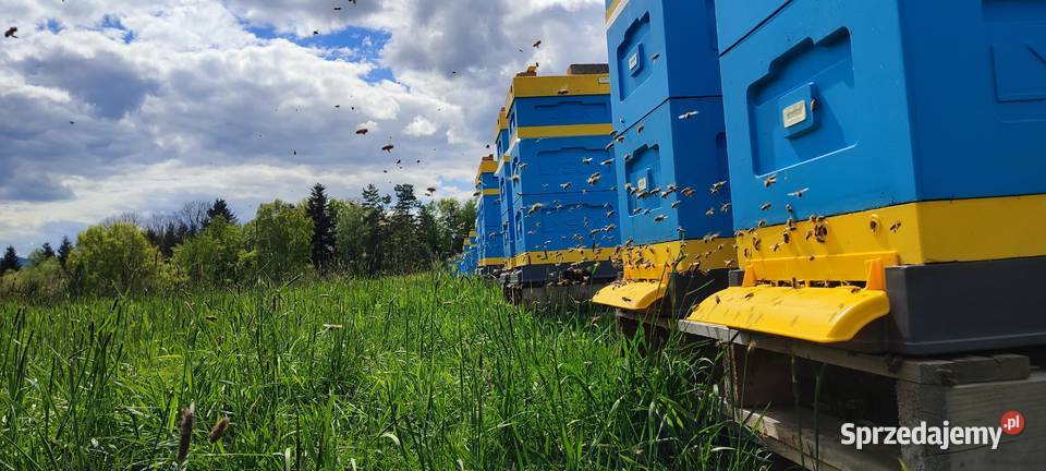 ODKŁADY PSZCZELE ROJE Pszczele RAMKA