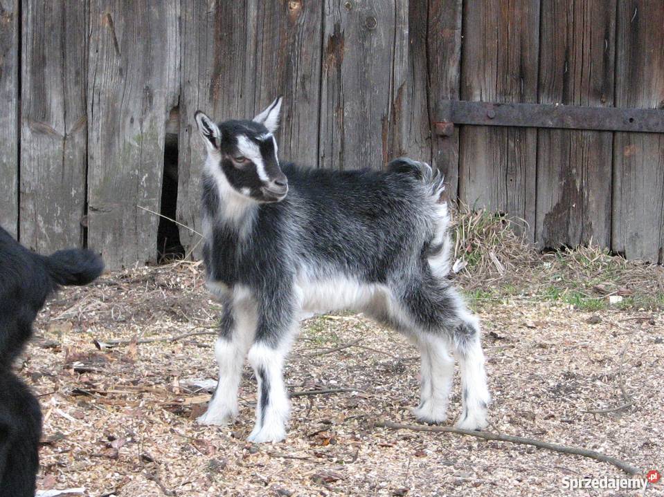 TANIO Młode KOZY kózki koźlęta koziołki capki śląskie Janów