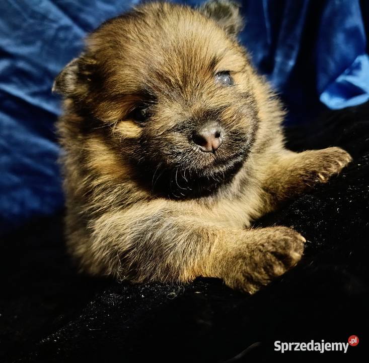 Suczka POMERANIAN szpic miniaturowy ZKwP FCI Sochaczew