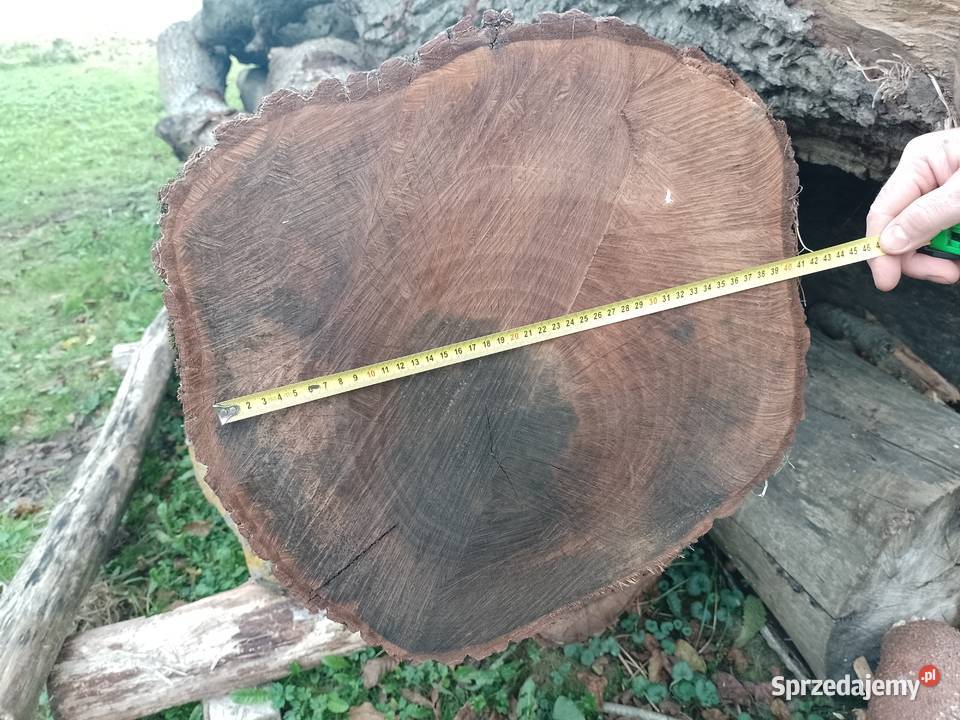 Sprzedam kłody orzecha likwidacji sadu lubelskie Uchanie