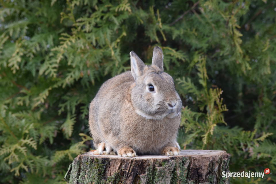 Króliczek Karzełek Niderlandzki hodowla mazowieckie Łochów