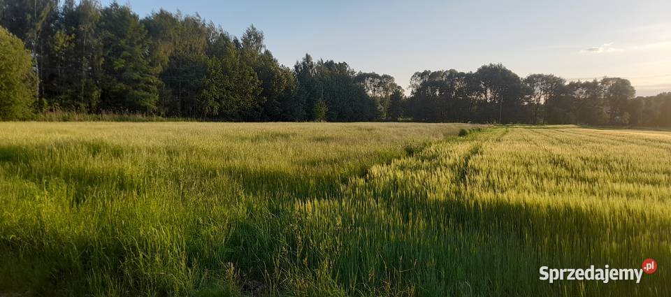 Łąka do skoszenia na siano dolnośląskie Wrocław