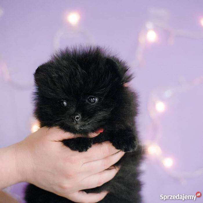 Szpic miniaturowy POMERANIAN sprzedam
