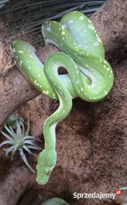 Morelia viridis Starachowice sprzedam