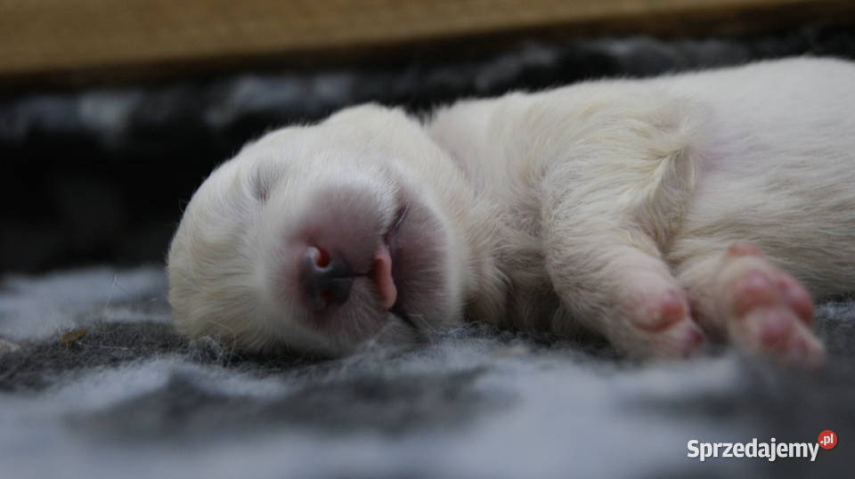 samoyed szczeniaki ZKwP