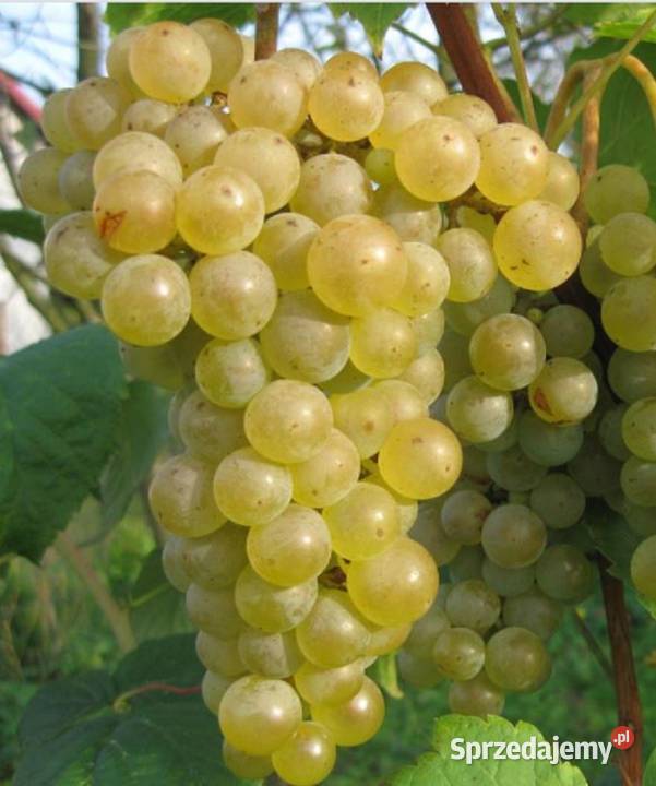 Szczepione winogrono na wino i soki Seyval Blanc Ogród Łazy Brzyńskie sprzedam