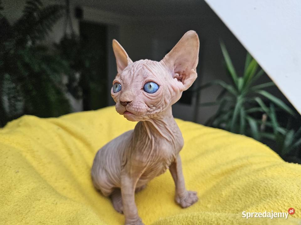 Kocur sfinks kanadyjski Vascat Lublin