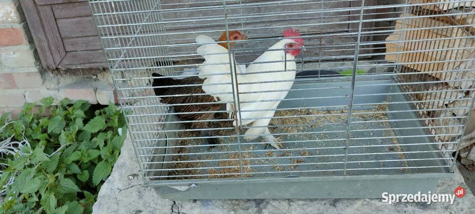 Kury karzełki liliputy Tokarówka sprzedam