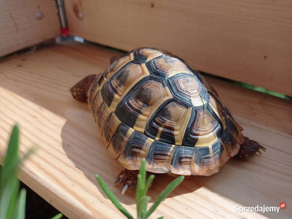 Zolw grecki samica zarejestrowany CITES 5 letni pomorskie Gdańsk sprzedam