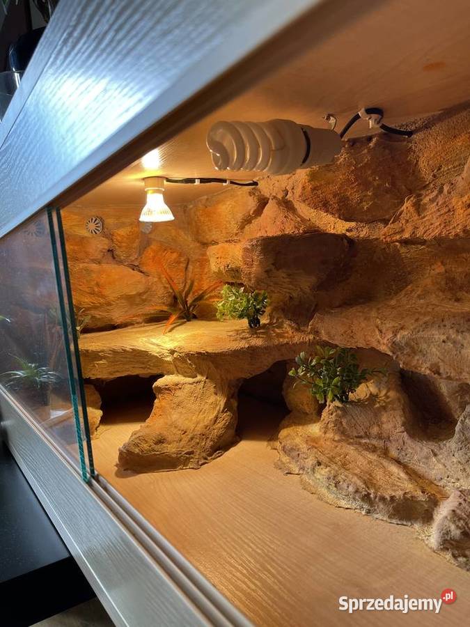 Drewniane terrarium wężajaszczurki Zwierzęta Łobzów sprzedam