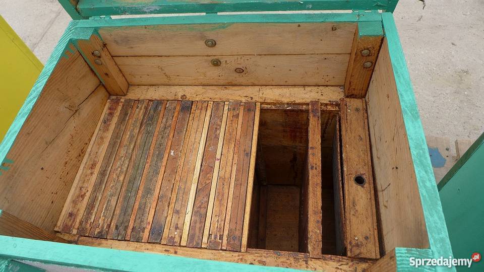 Ule Warszawskie poszerzane Jasieniec