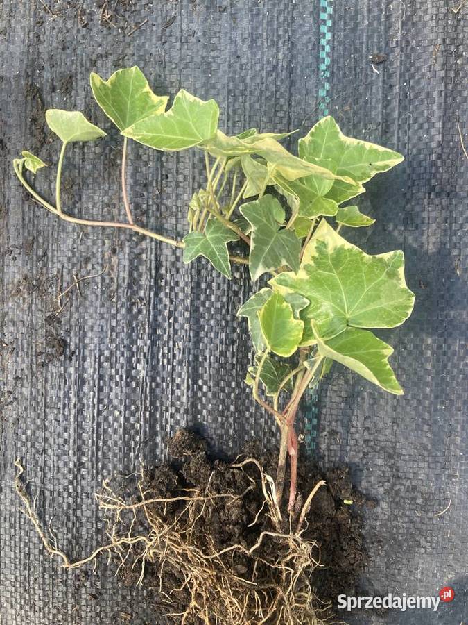 Bluszcz dwukolorowy Variegata Pnący Lublin sprzedam