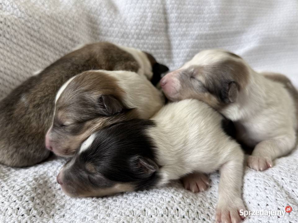 Owczarek szkocki długowłosy Colie Ostrołęka