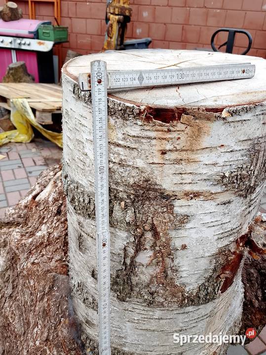 Brzoza czeczot rozmiar XXXXL Nowy Tomyśl