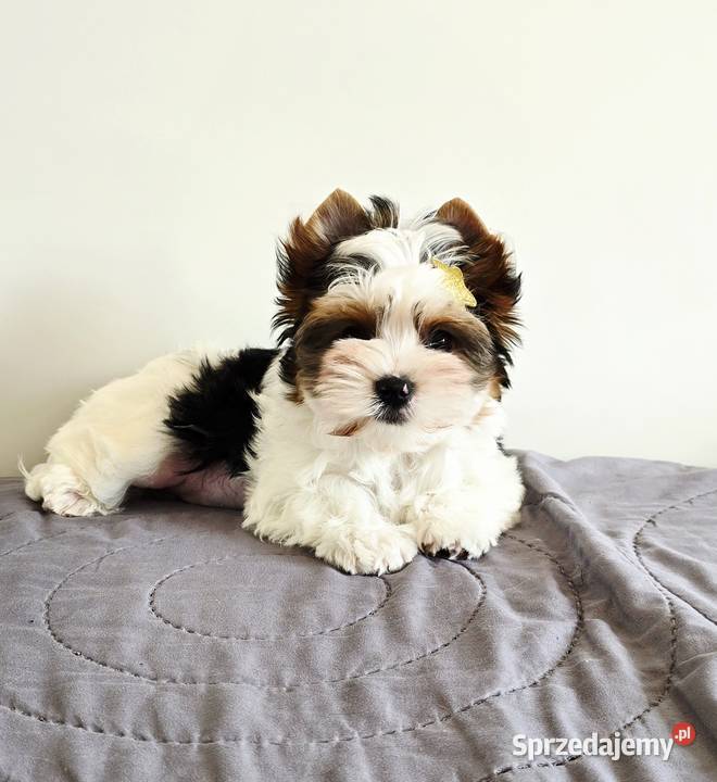 Śliczny maluszek piesek BIEWER Yorkshire Terrier Orzesze sprzedam