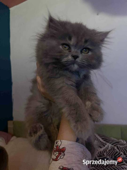 Kotka perska Pers Zwierzęta sprzedam