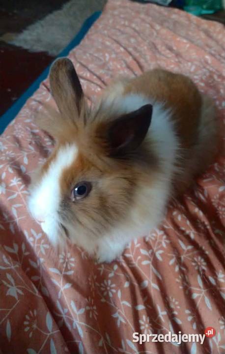 Króliczek samczyk karzełek Teddy Grudziądz