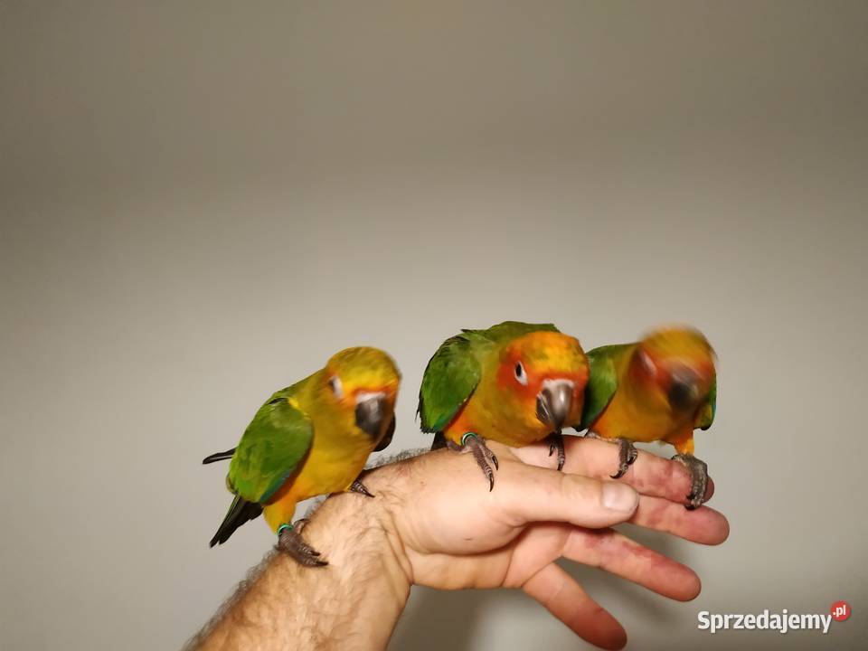 Konura słoneczna ręcznie karmiona oswojona 2020 małopolskie