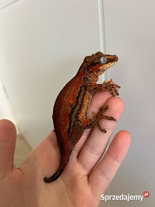 Gekon gargulcowy Red stripe blotch samica