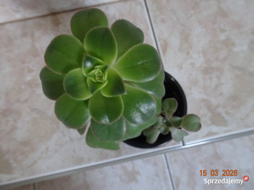 Aeonium Havorthii Kiwi mazowieckie