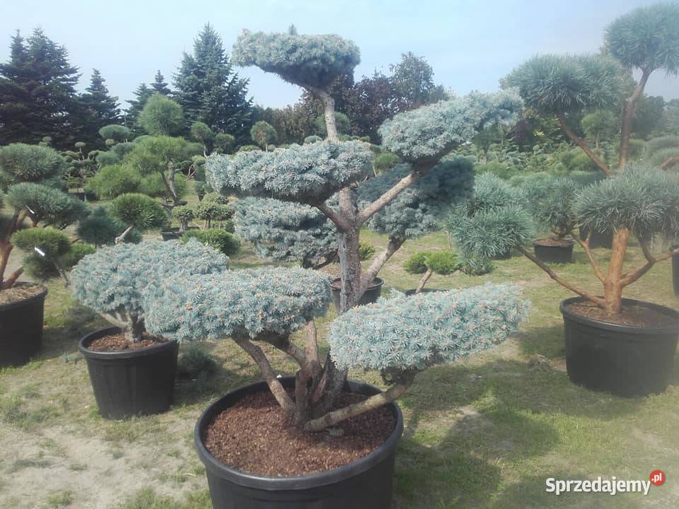 Drzewa Krzewy Rosliny Formowane Na Bonsai Tarnów sprzedam