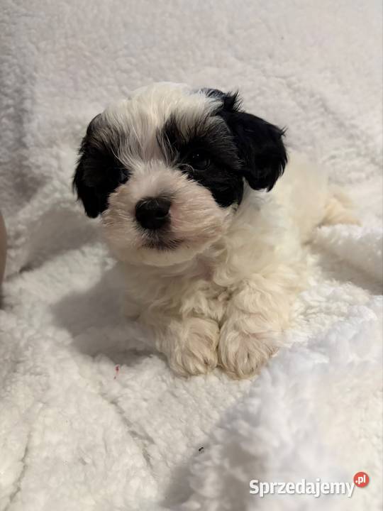 Do Rezerwacji Szczenięta Morkie Pozostałe Konin