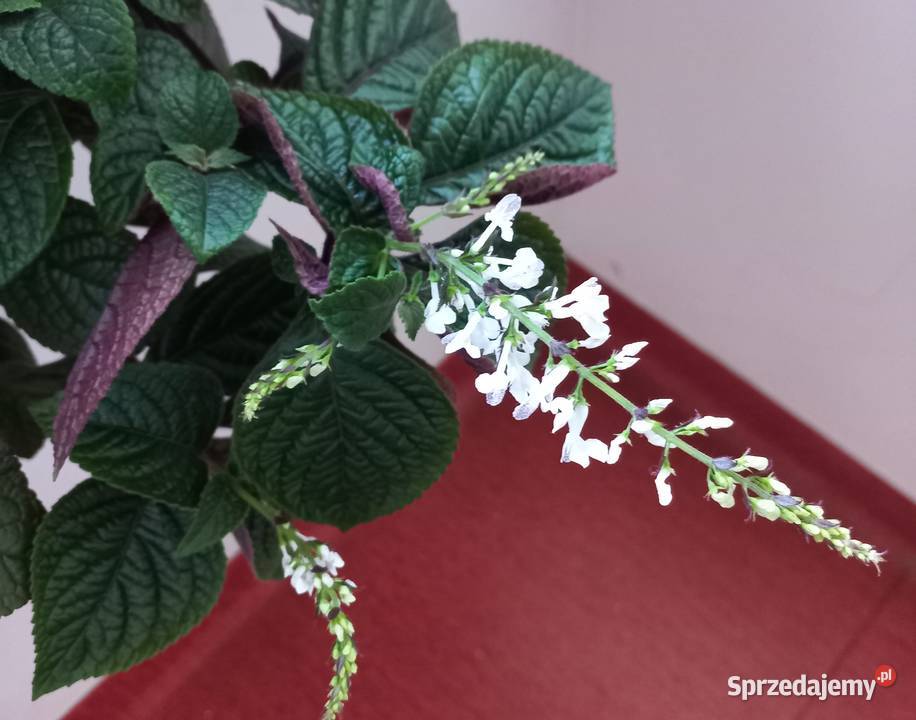 Kwiat Komarzyca Kompozycje kwiatowe Poznań