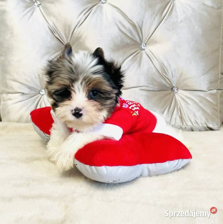 York Mikołaj do Kochania Cudak do odbioru Wrocław sprzedam