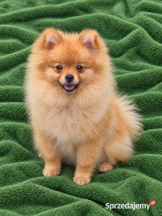 Szpic miniaturowy pomeranian szczeniaki